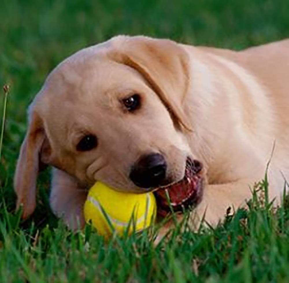 Aspect Practice Tennis Balls, Pressure less Training Exercise Tennis Balls with Easy Transport bag, Soft Rubber Tennis Balls Perfect for Beginners Training Lessons Pet Dog Playing Balls